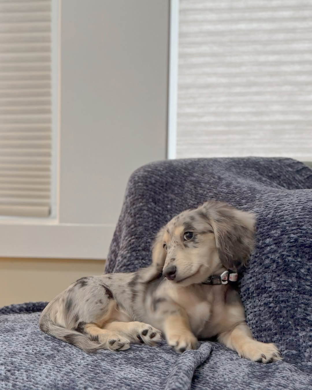 Bella