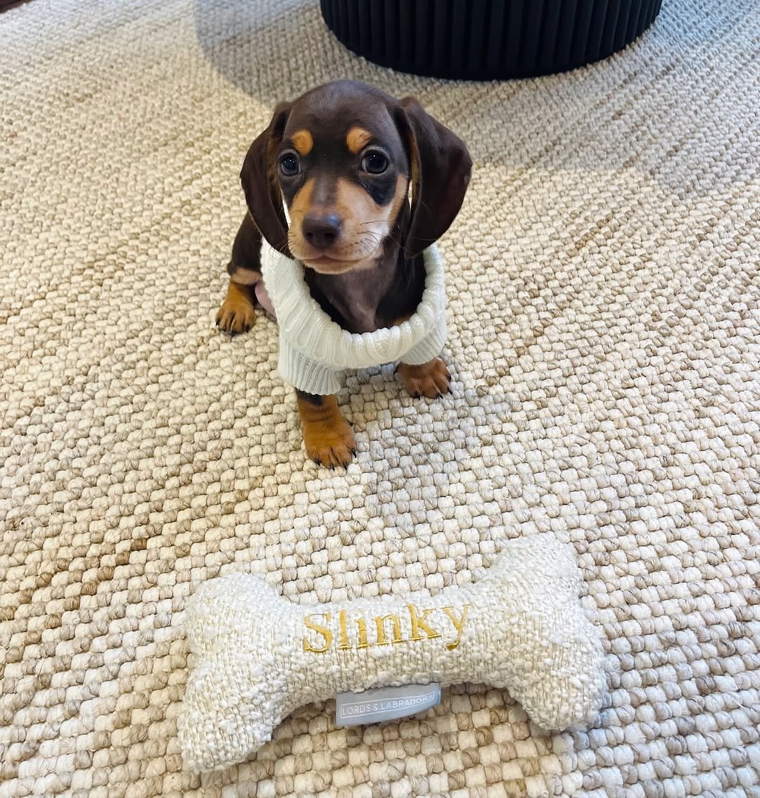 Beautiful dachshund from Dachshund Happytails